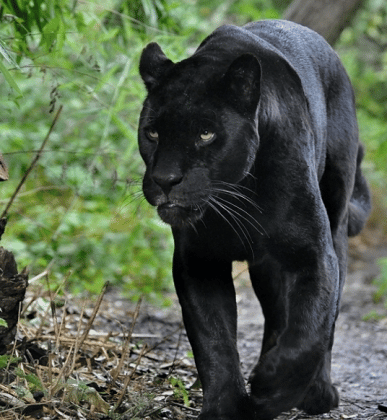 Jaguar Negro Zoológico de Chiapas