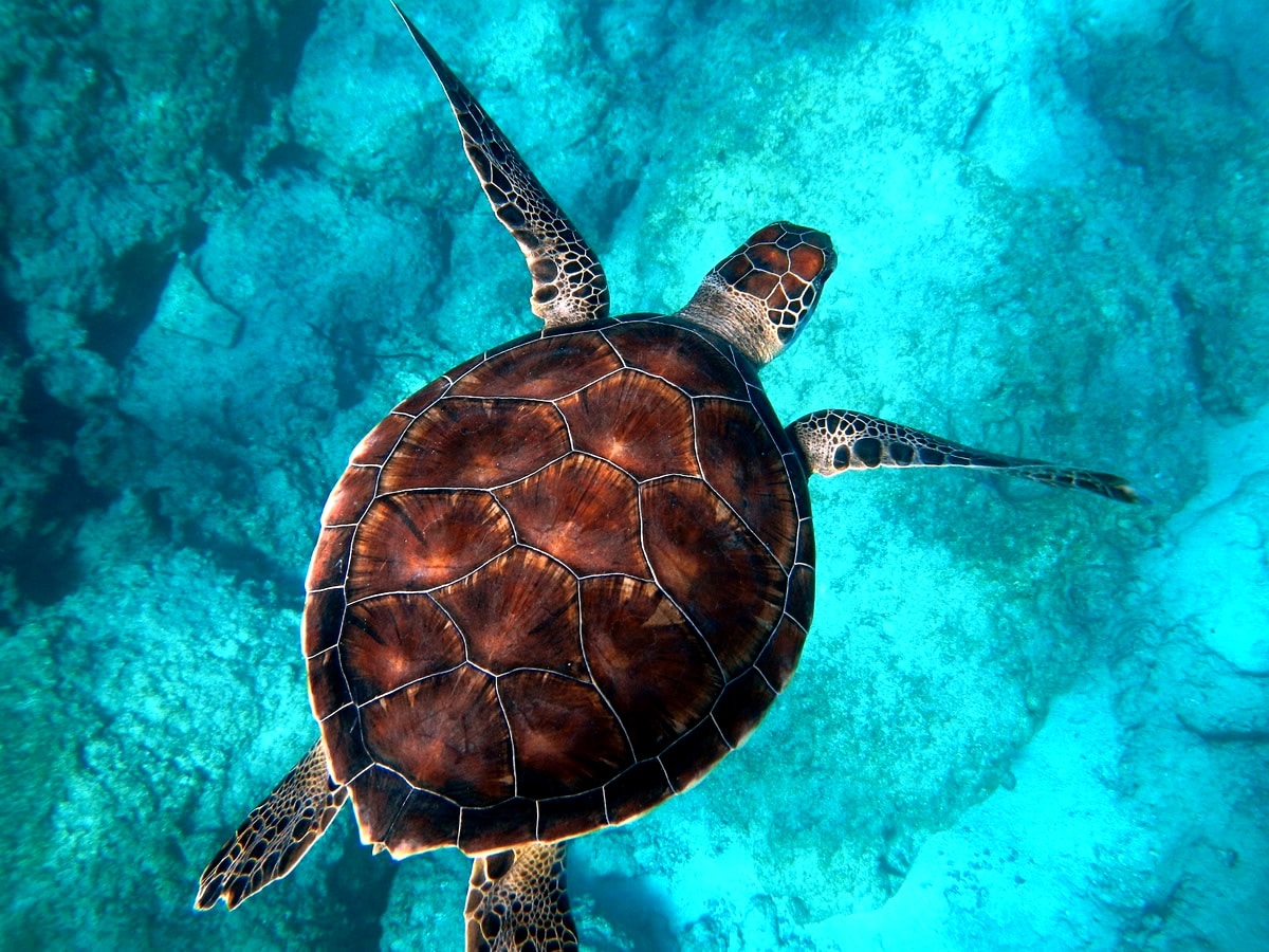 Observa Tortugas en la mejor época para viajar a Costa Rica