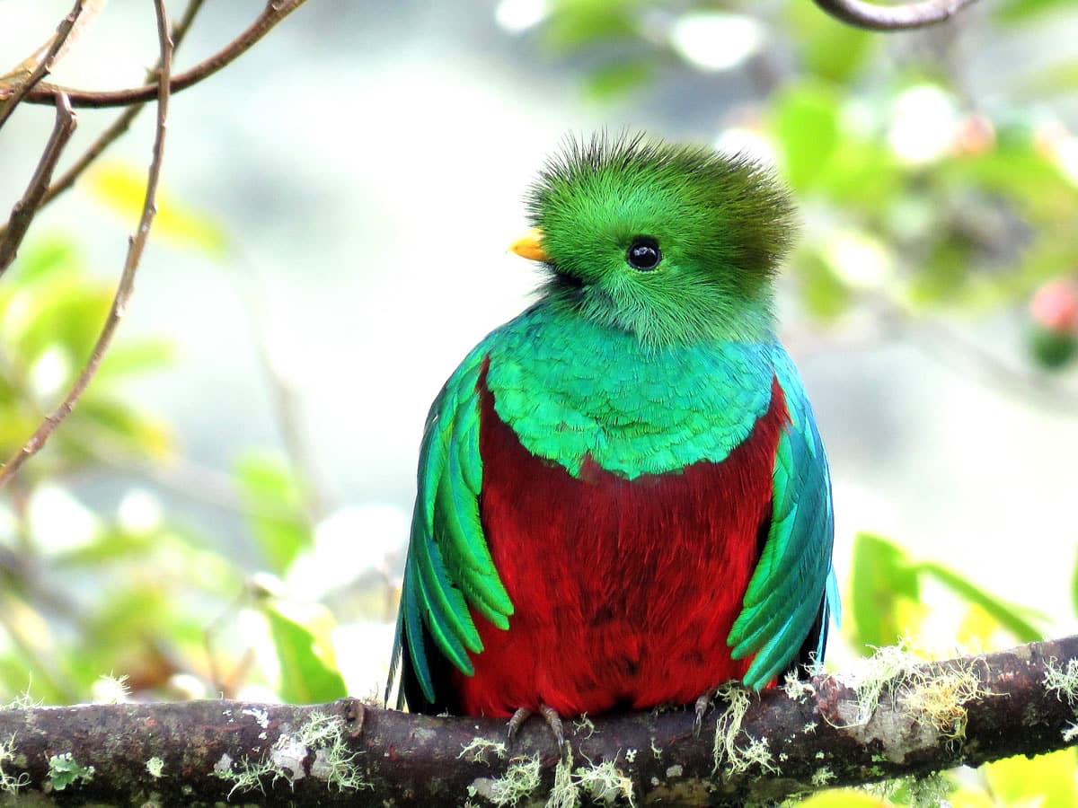 Observa Quetzales en la mejor época para viajar a Costa Rica