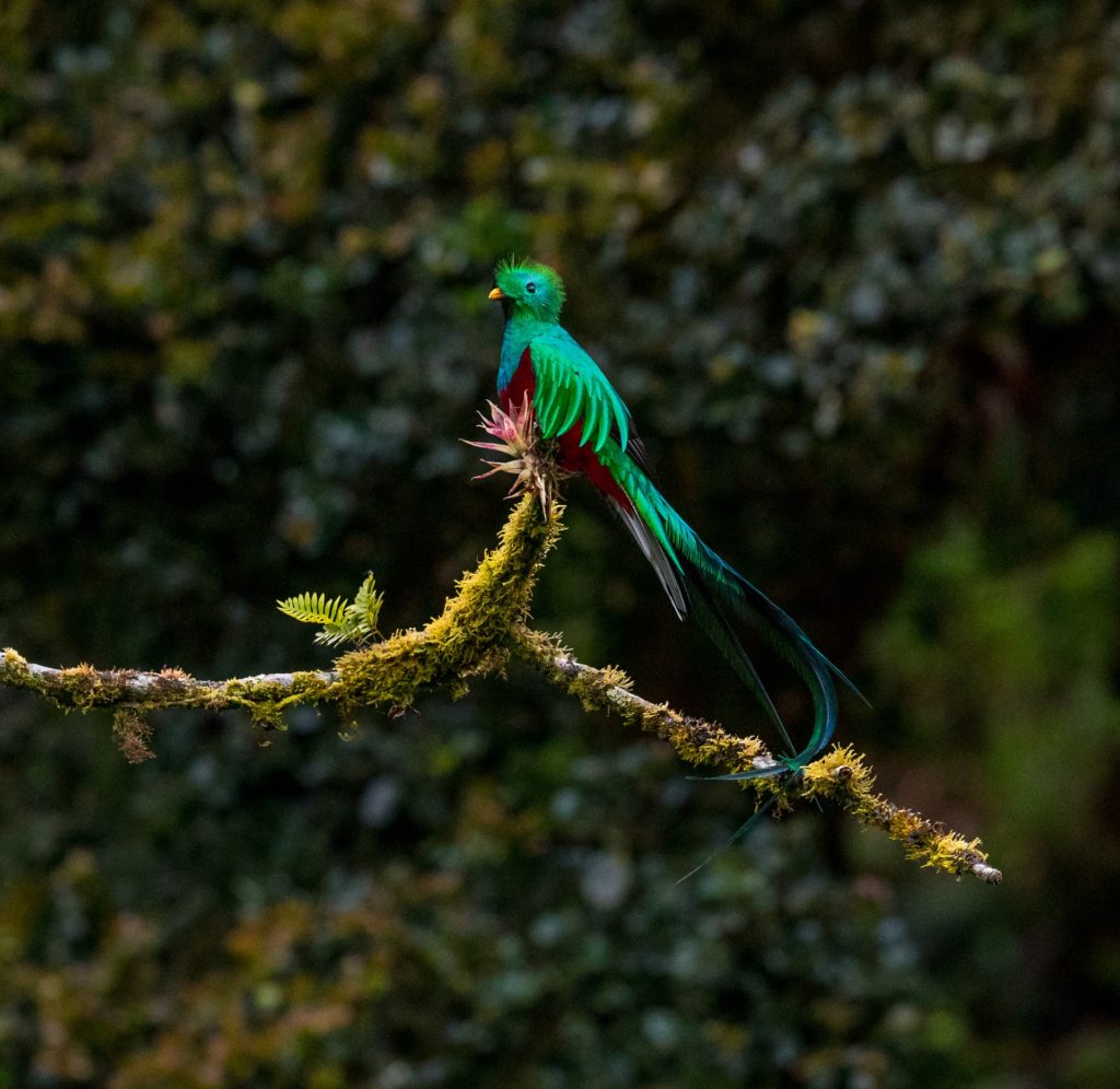 Quetzal Bird in Costa Rica