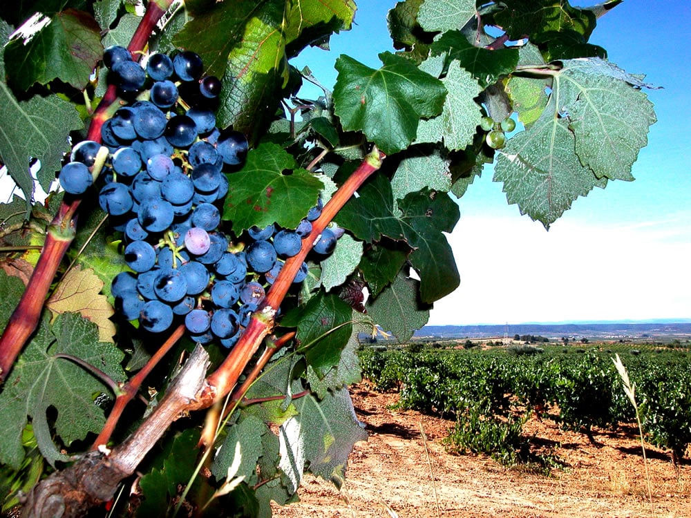 rutas del vino en España