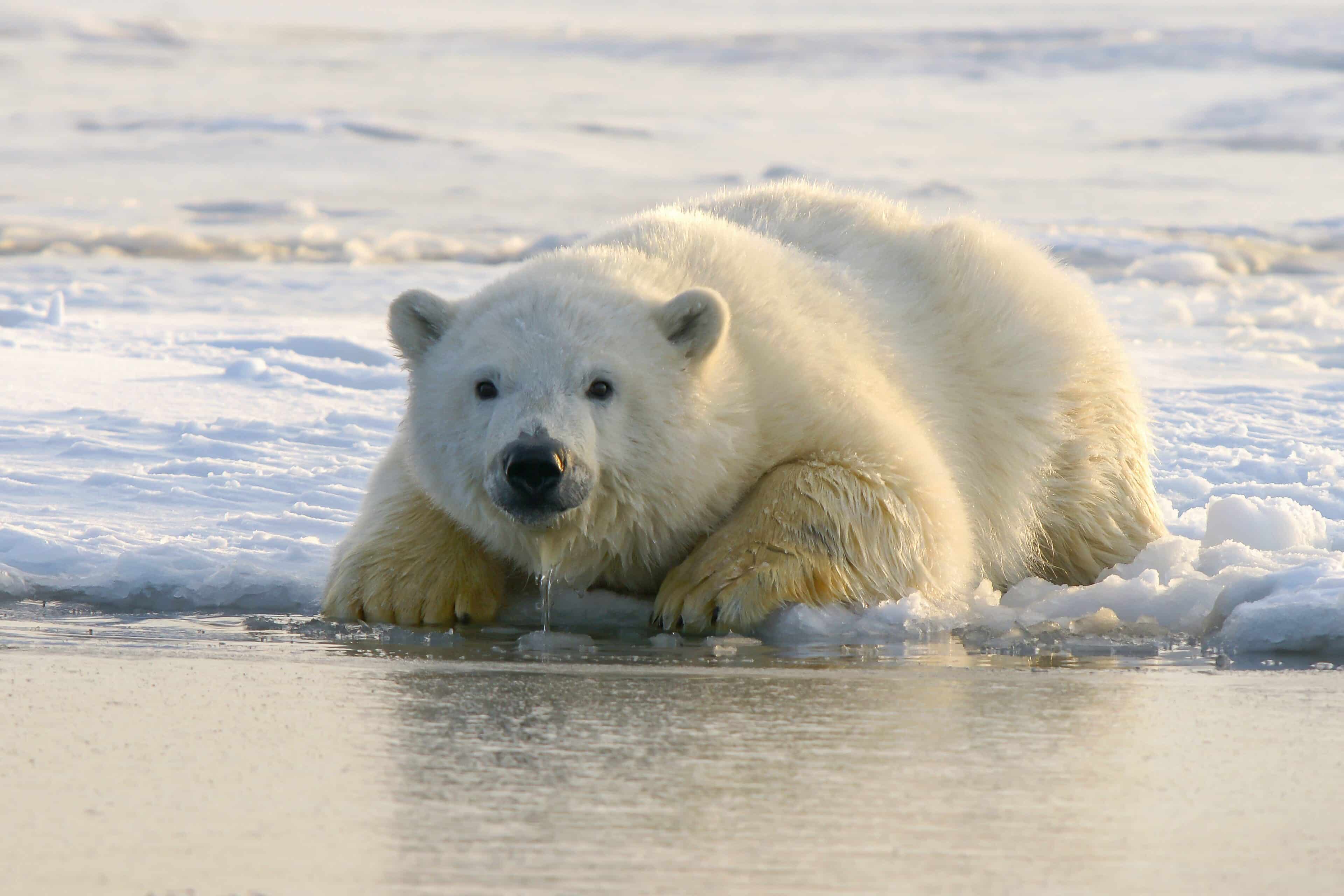 Actividades de aventura en Canadá: Buscar osos polares en Churchill