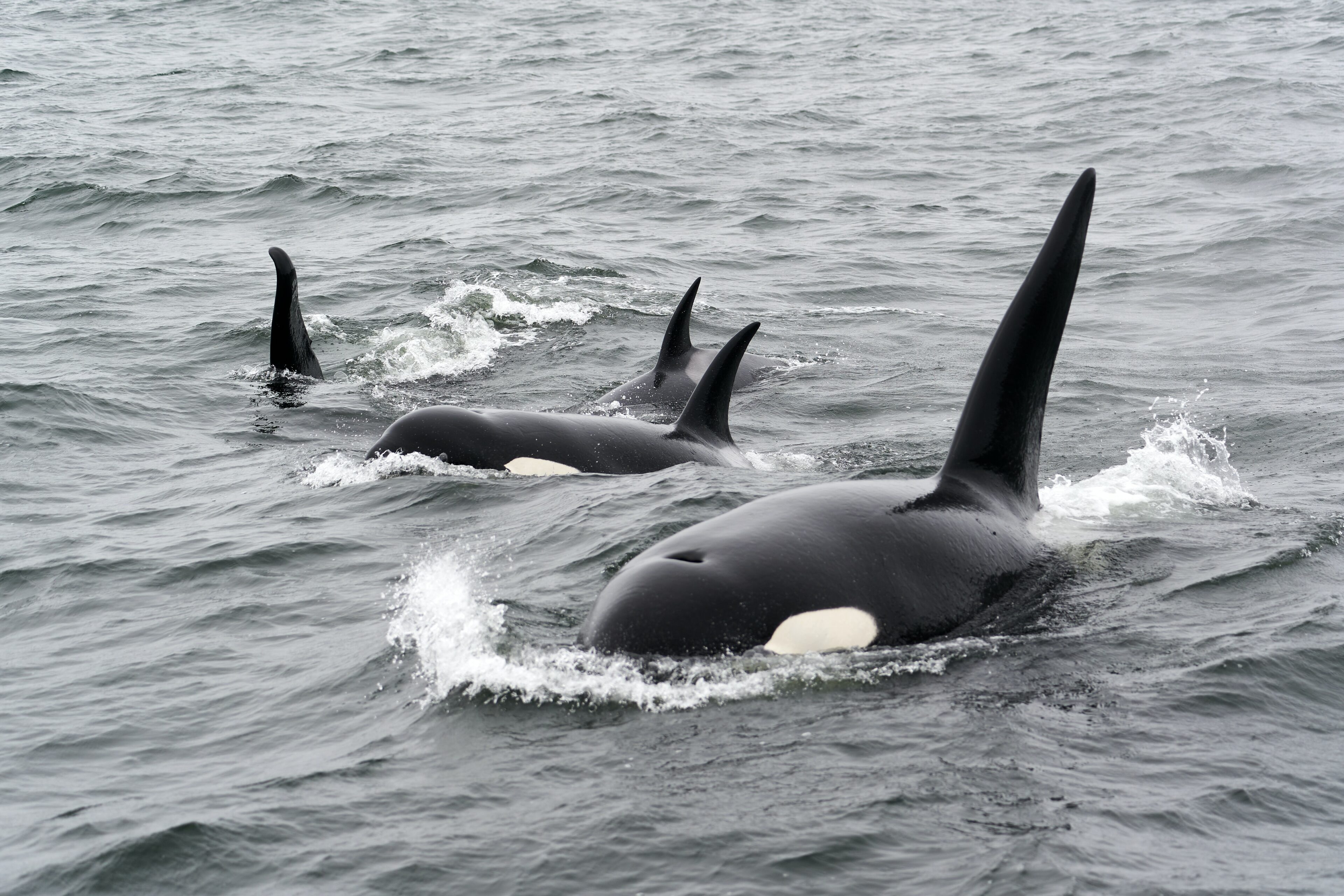 Actividades de aventura en Canadá: Kayak con orcas