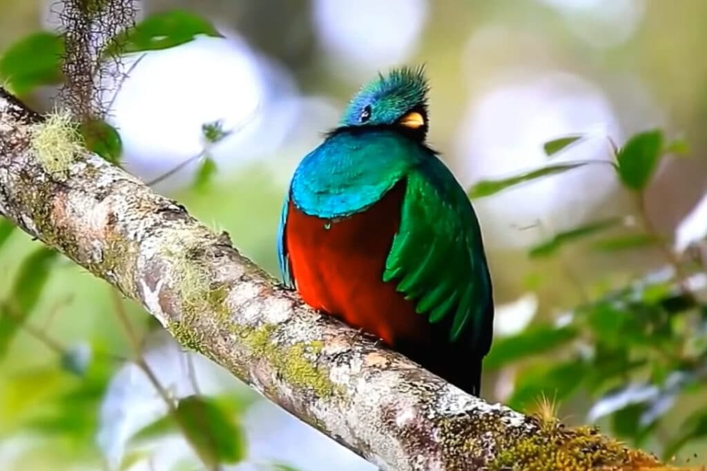 Quetzal Costa Rica Bird