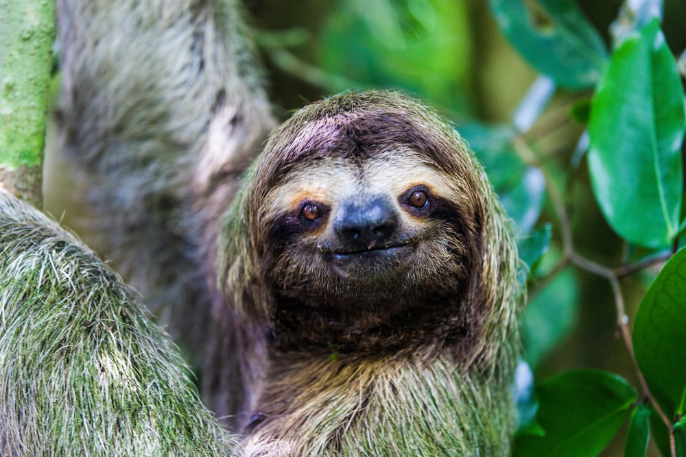 Travel with children to Costa Rica and see Sloths
