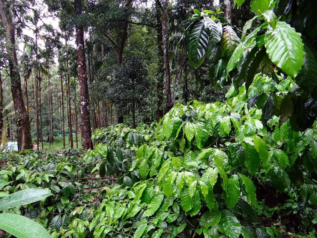 Costa Rica Travel Itineraries - Coffee Plantation