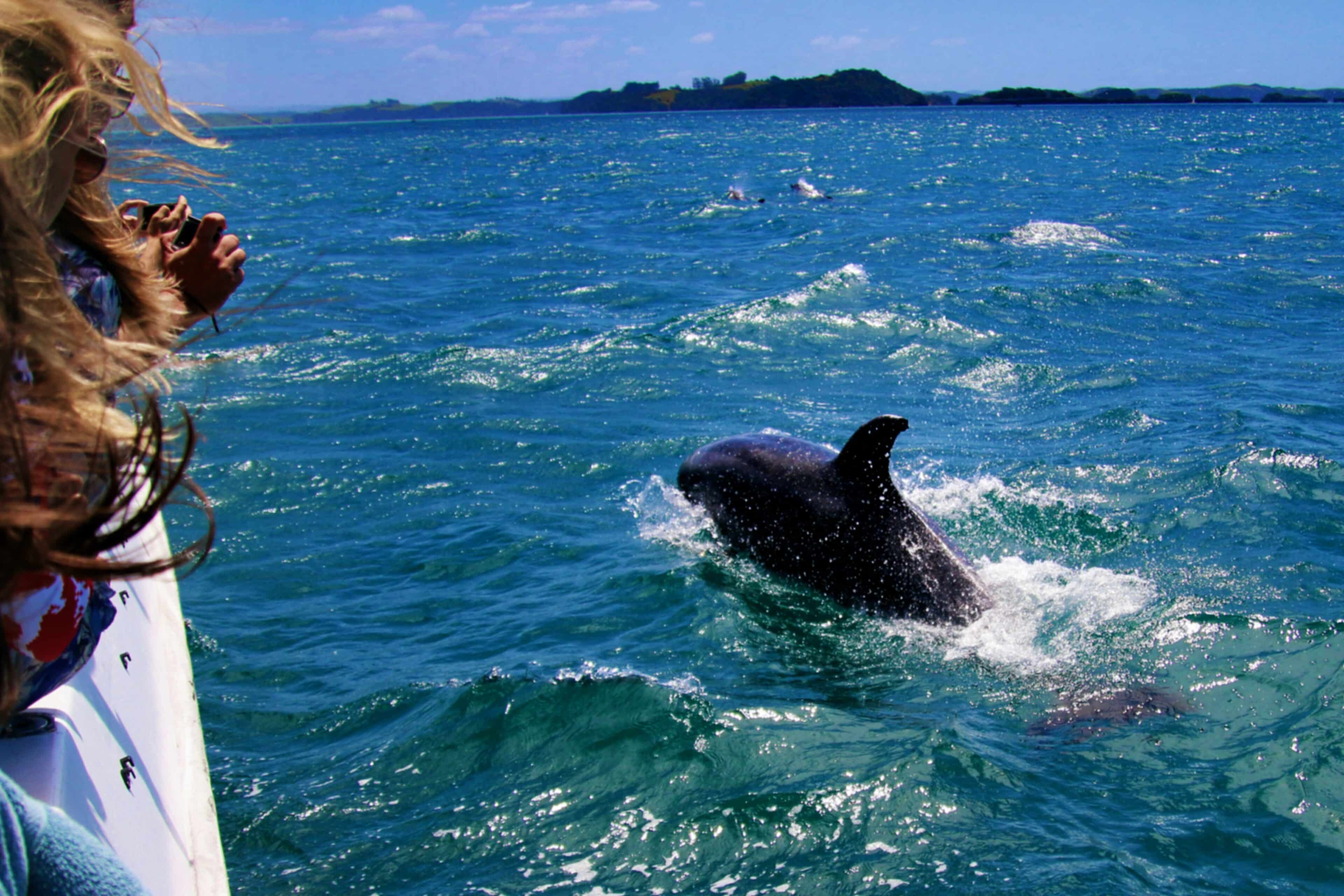 Tour a la Isla Tortuga en Costa Rica: Avistamiento de Delfines