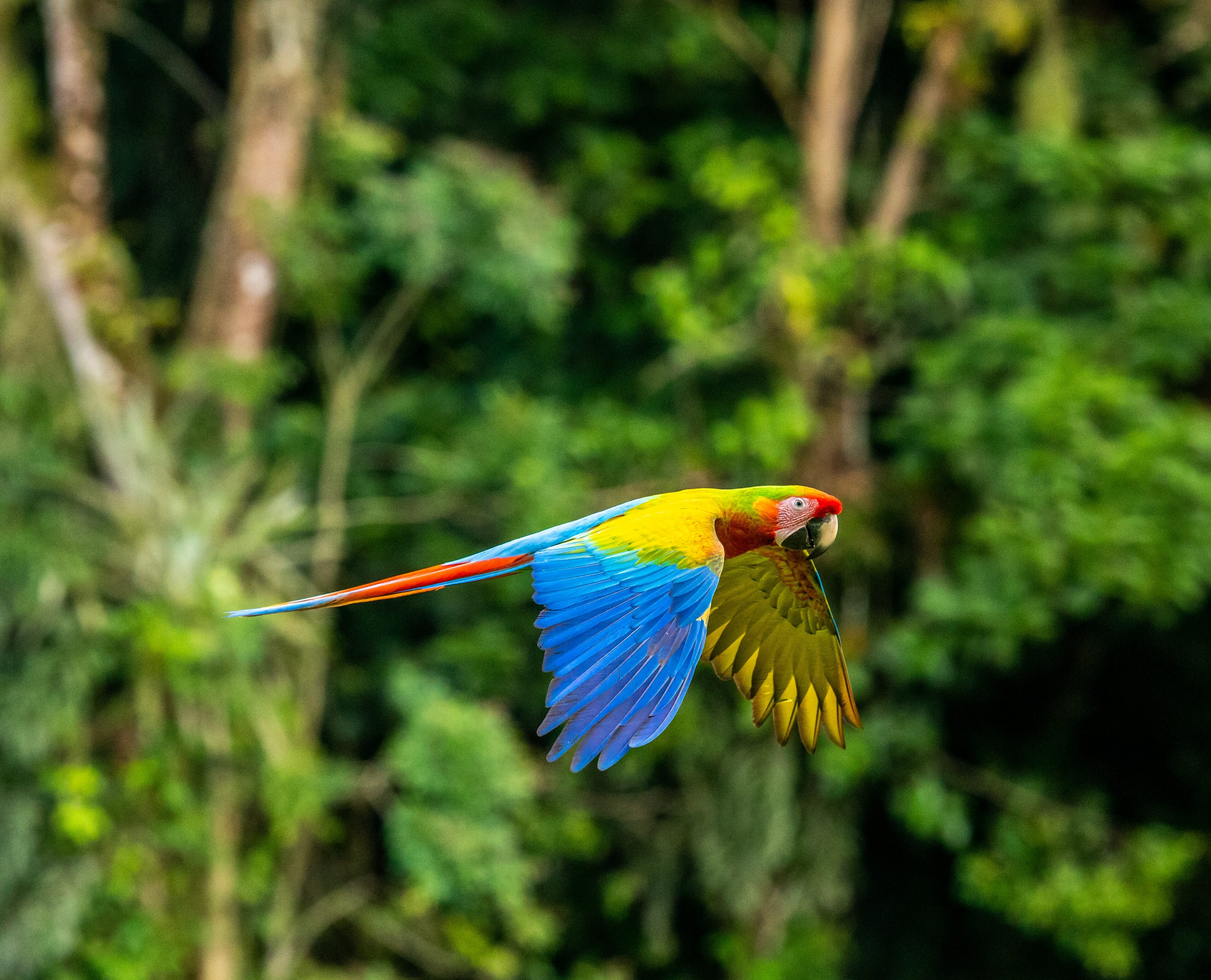 Viajes 2x1 todo incluido a Costa Rica: Cuándo es la mejor época para avistar la vida salvaje en Costa Rica