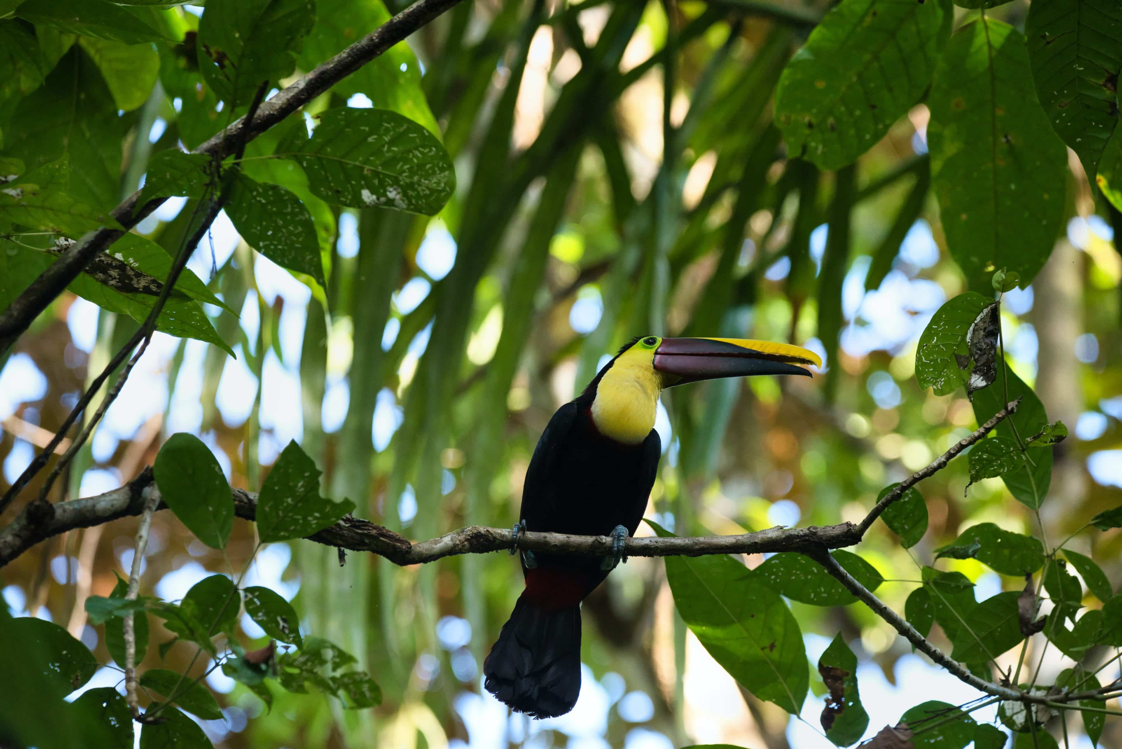 Qué animales se ven en Tortuguero Costa Rica: Parque Nacional de Tortuguero y su Increíble Fauna