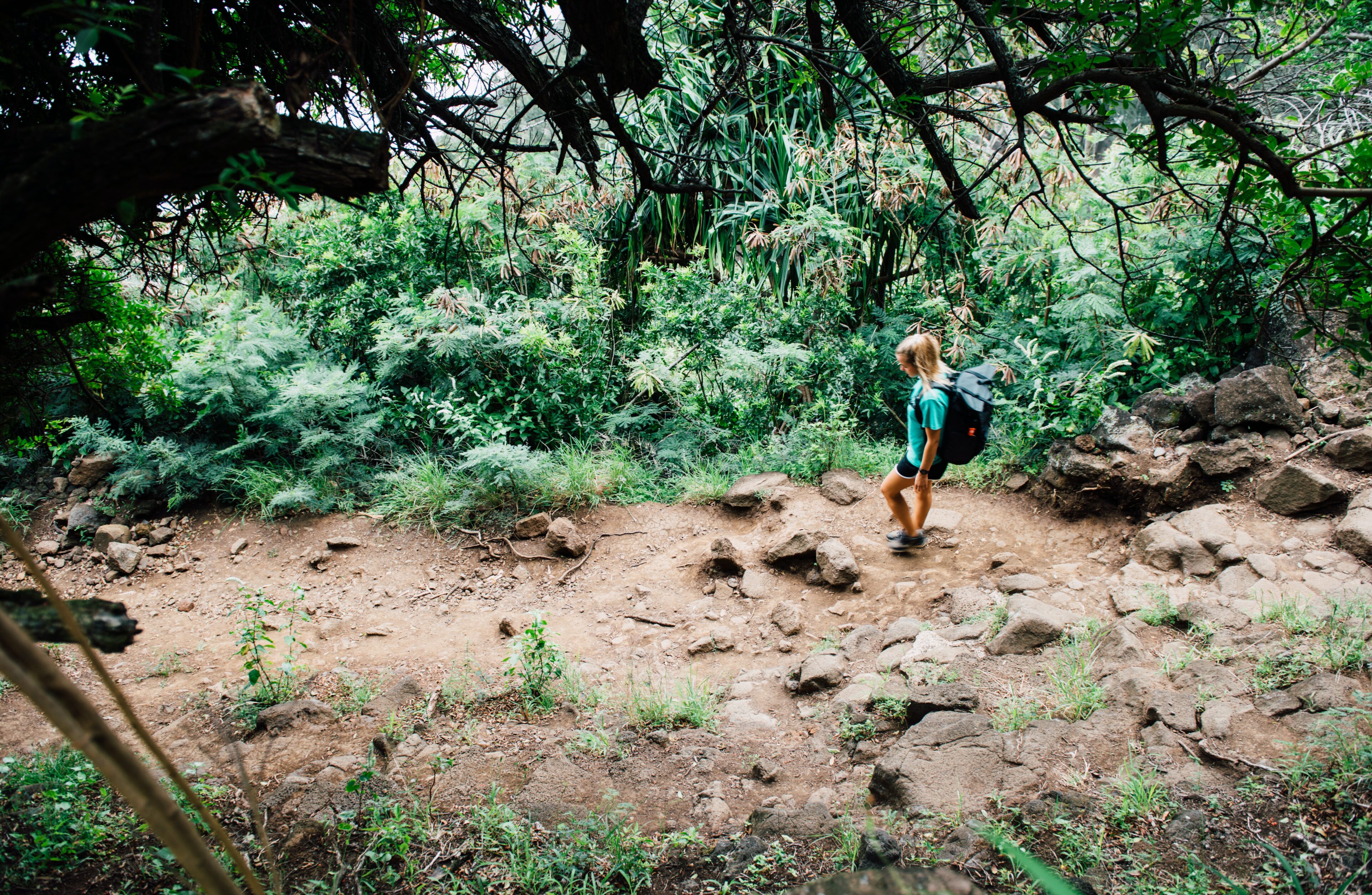 Tours en Tortuguero Costa Rica: Tour De Caminata Guiada Por La Selva