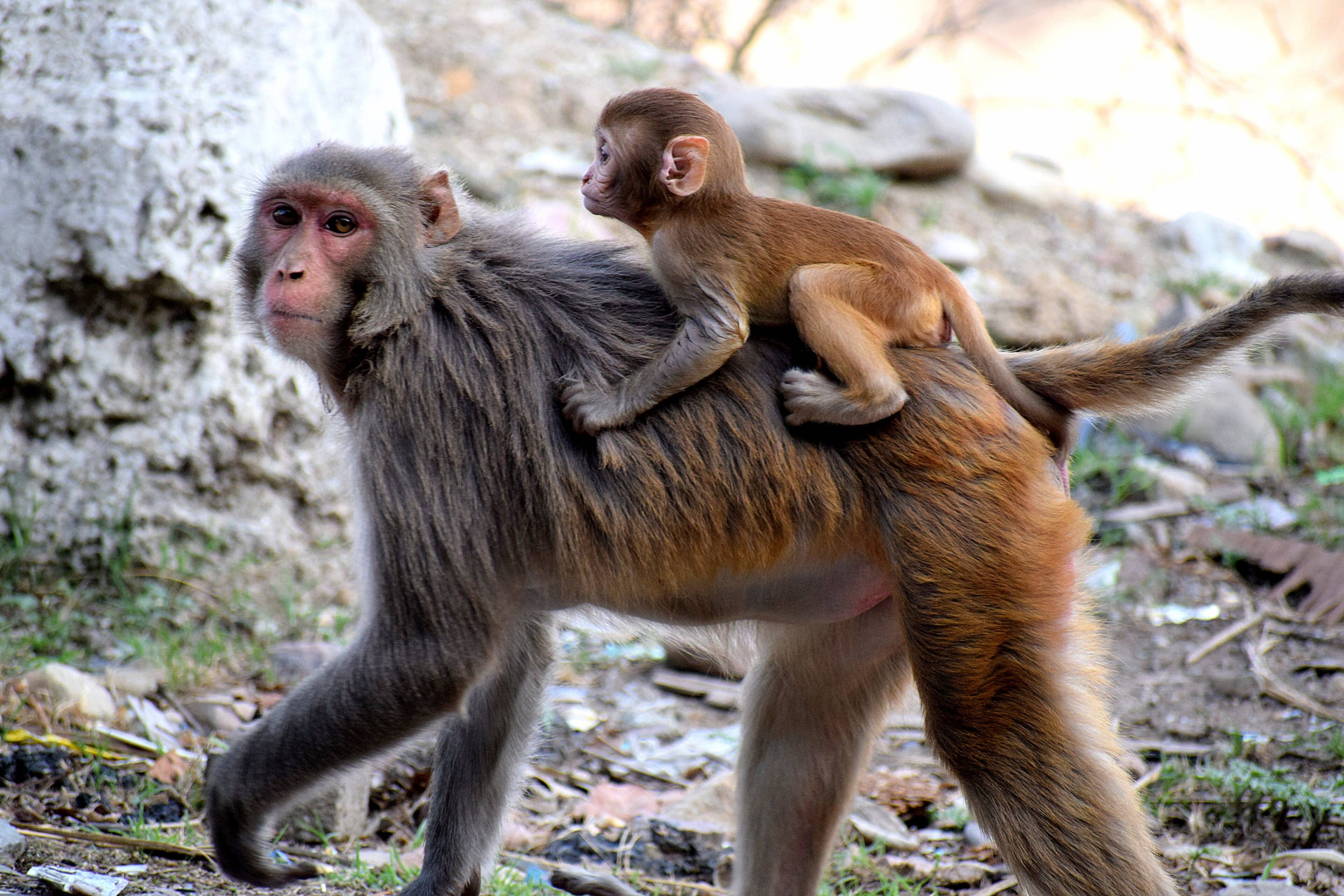 Qué animales se ven en Tortuguero Costa Rica: Monos