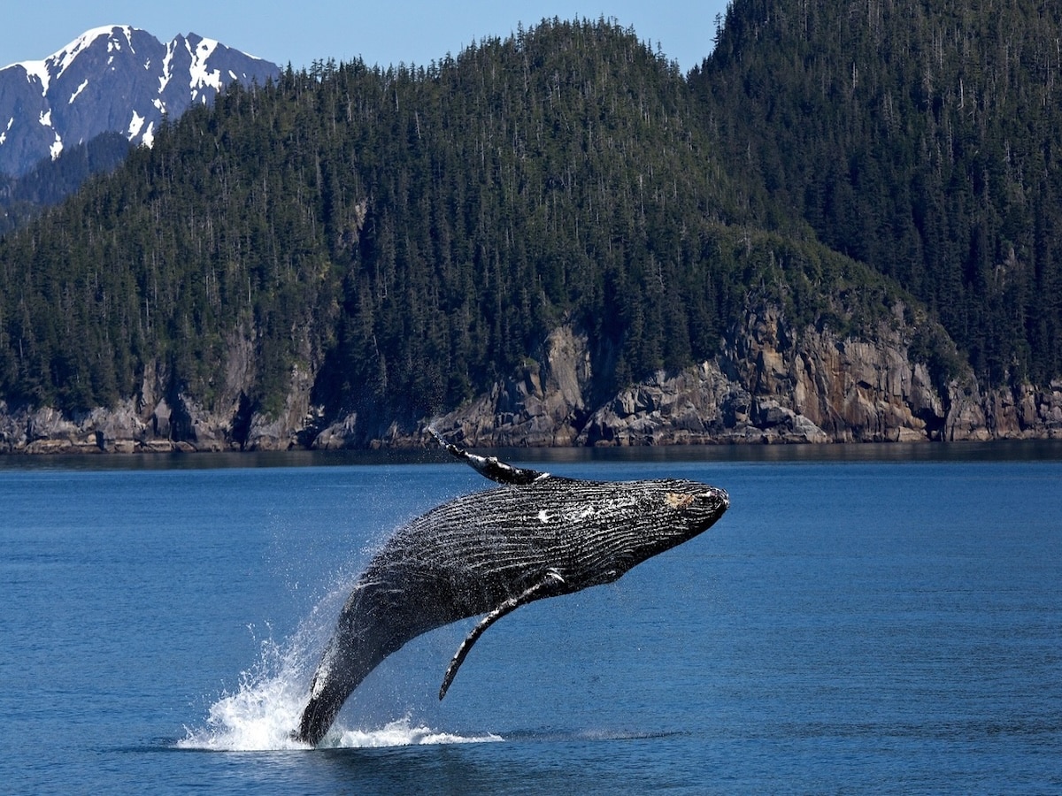 tours de avistamiento de ballenas en Canadá
