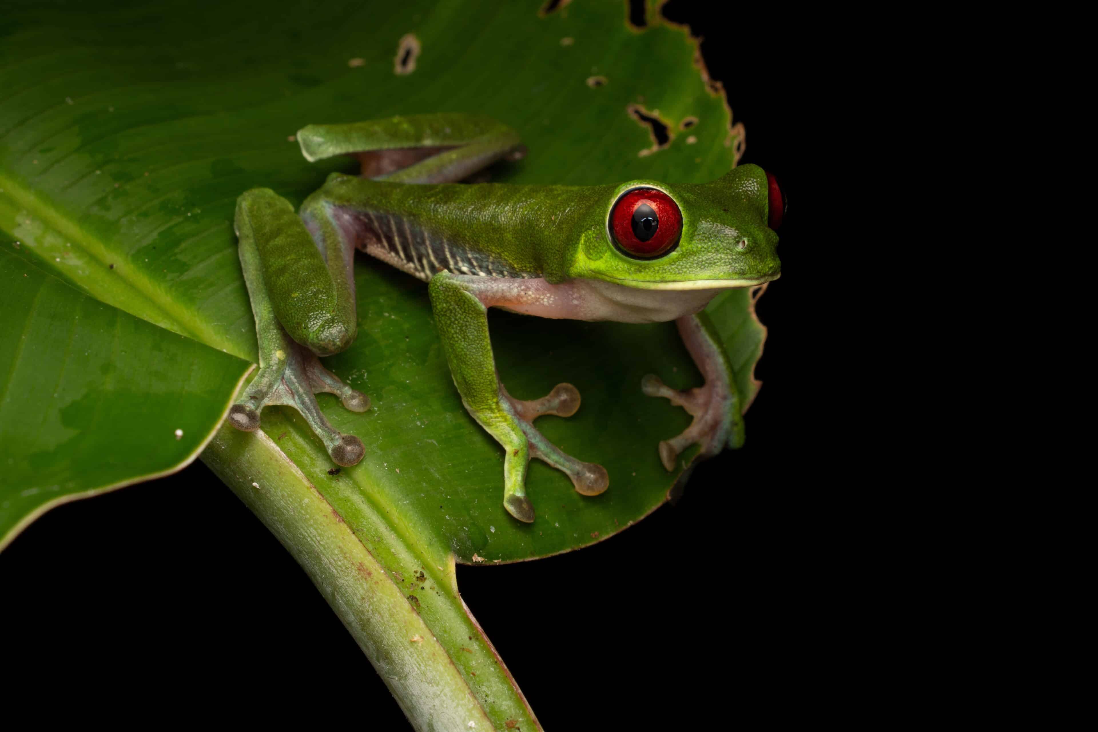 Viaje de aventura a Costa Rica: Observación de la Vida Silvestre en su Hábitat