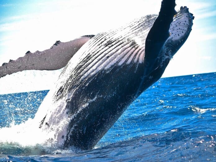 tours de avistamiento de ballenas en Canadá