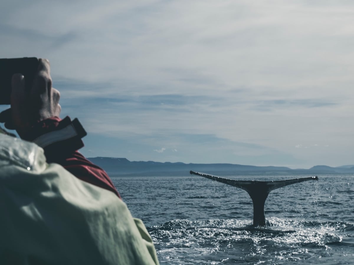tours de avistamiento de ballenas en Canadá