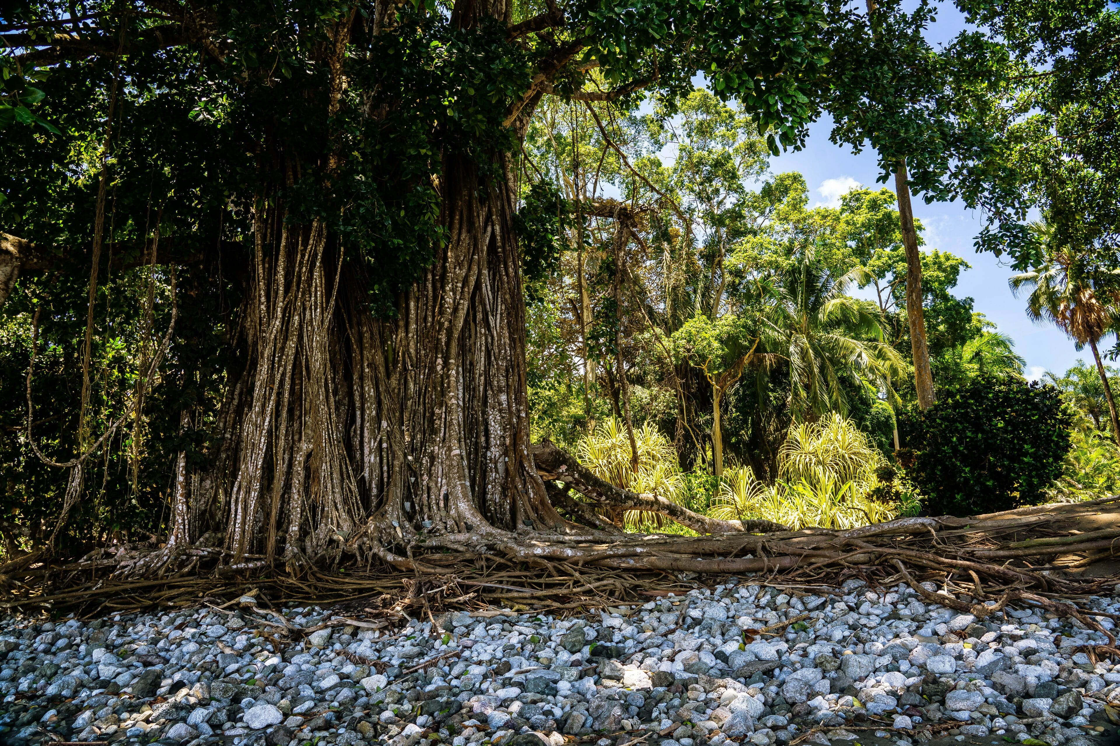 Diversidad Biológica en los Bosques Tropicales de Costa Rica