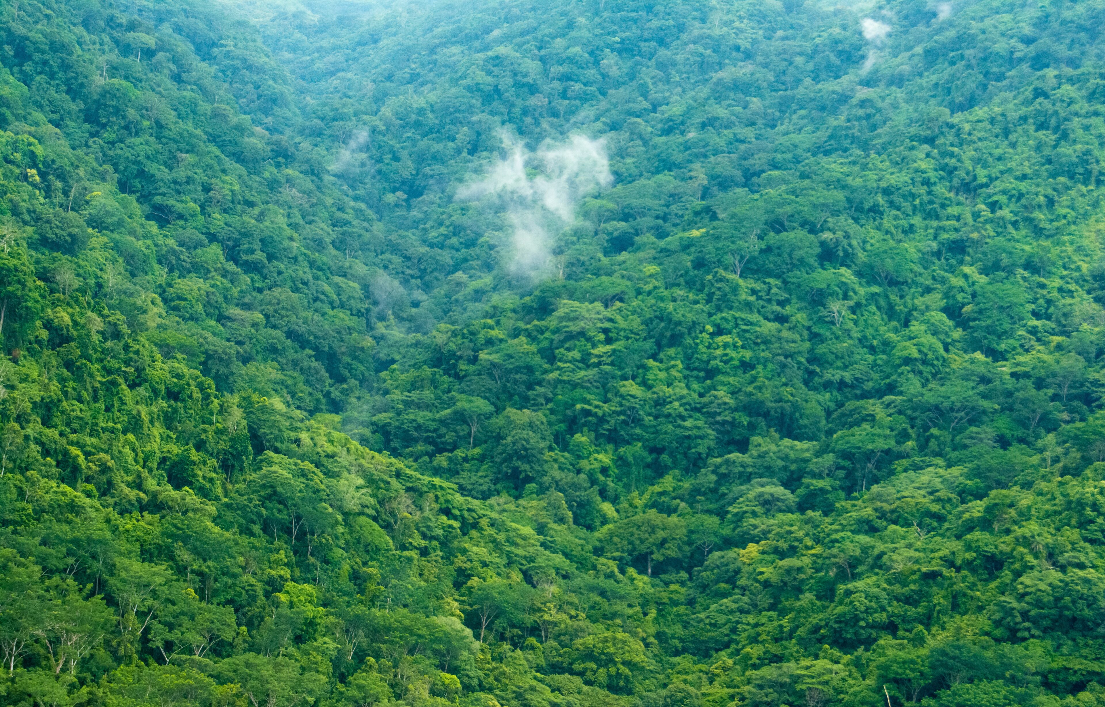 Importancia de los Bosques Tropicales en Costa Rica