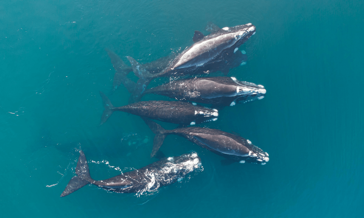 Avistamiento de Ballenas en Baja California Sur