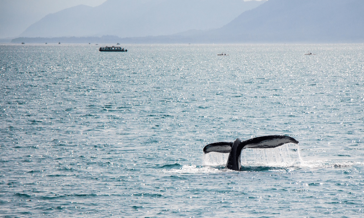 Avistamiento de Ballenas en Baja California Sur
