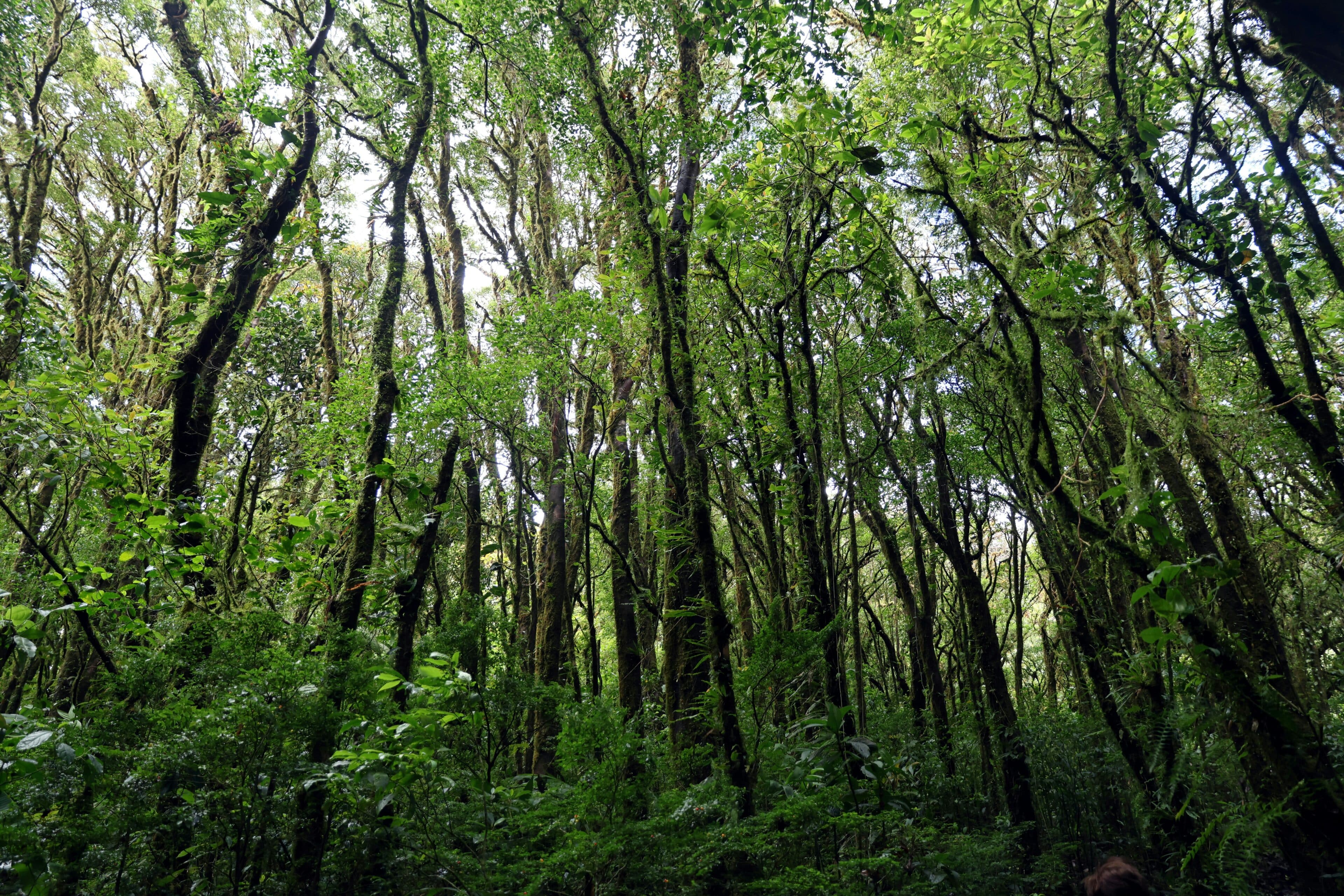 Monteverde Cloud Forest Reserve