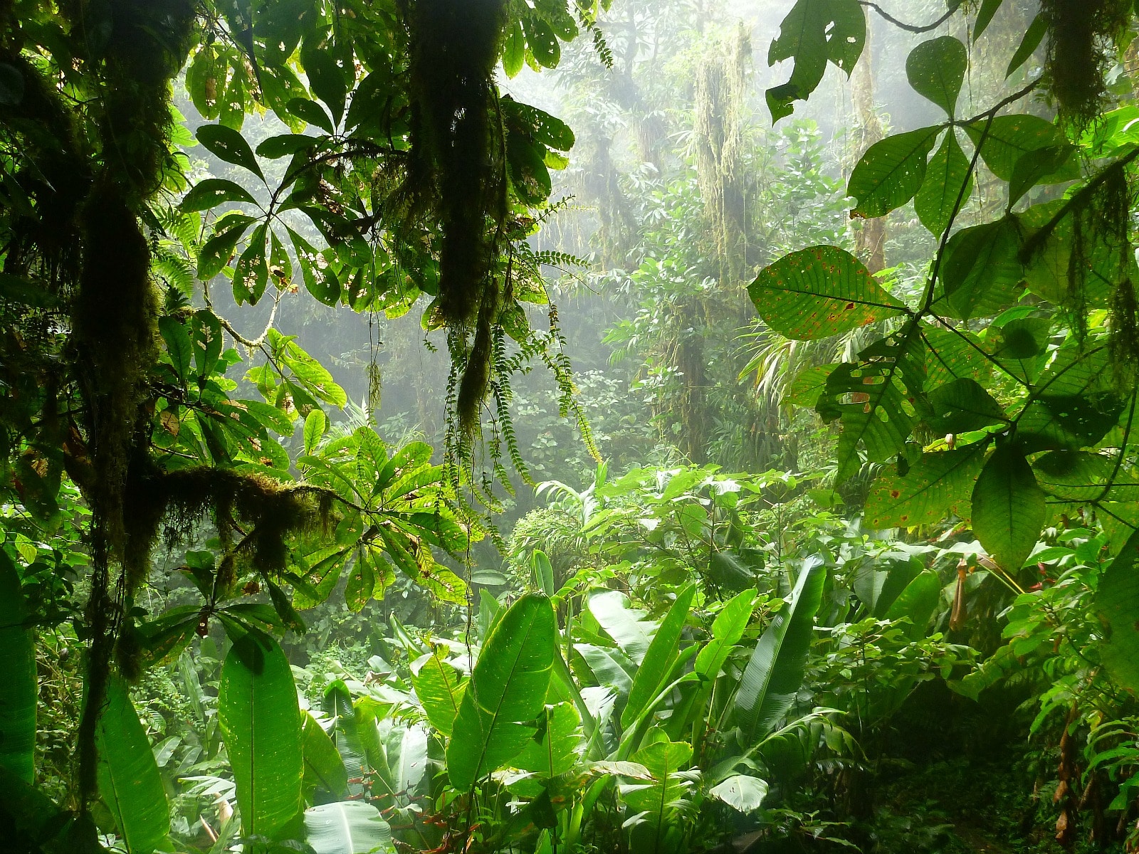 ¿Qué es la Reserva Biológica Bosque Nuboso Monteverde