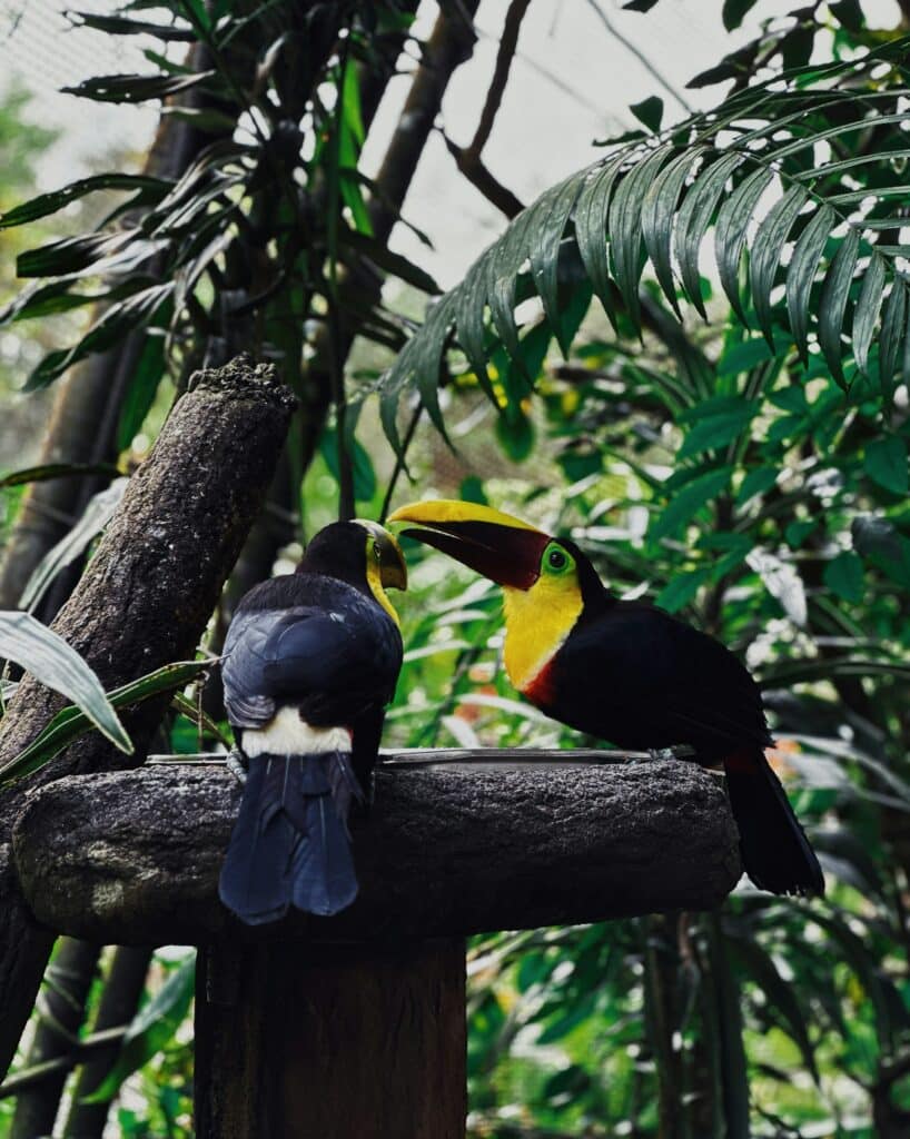 Parque Nacional Corcovado en Costa Rica