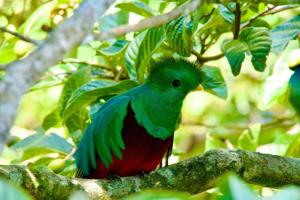 Parque Nacional Corcovado en Costa Rica