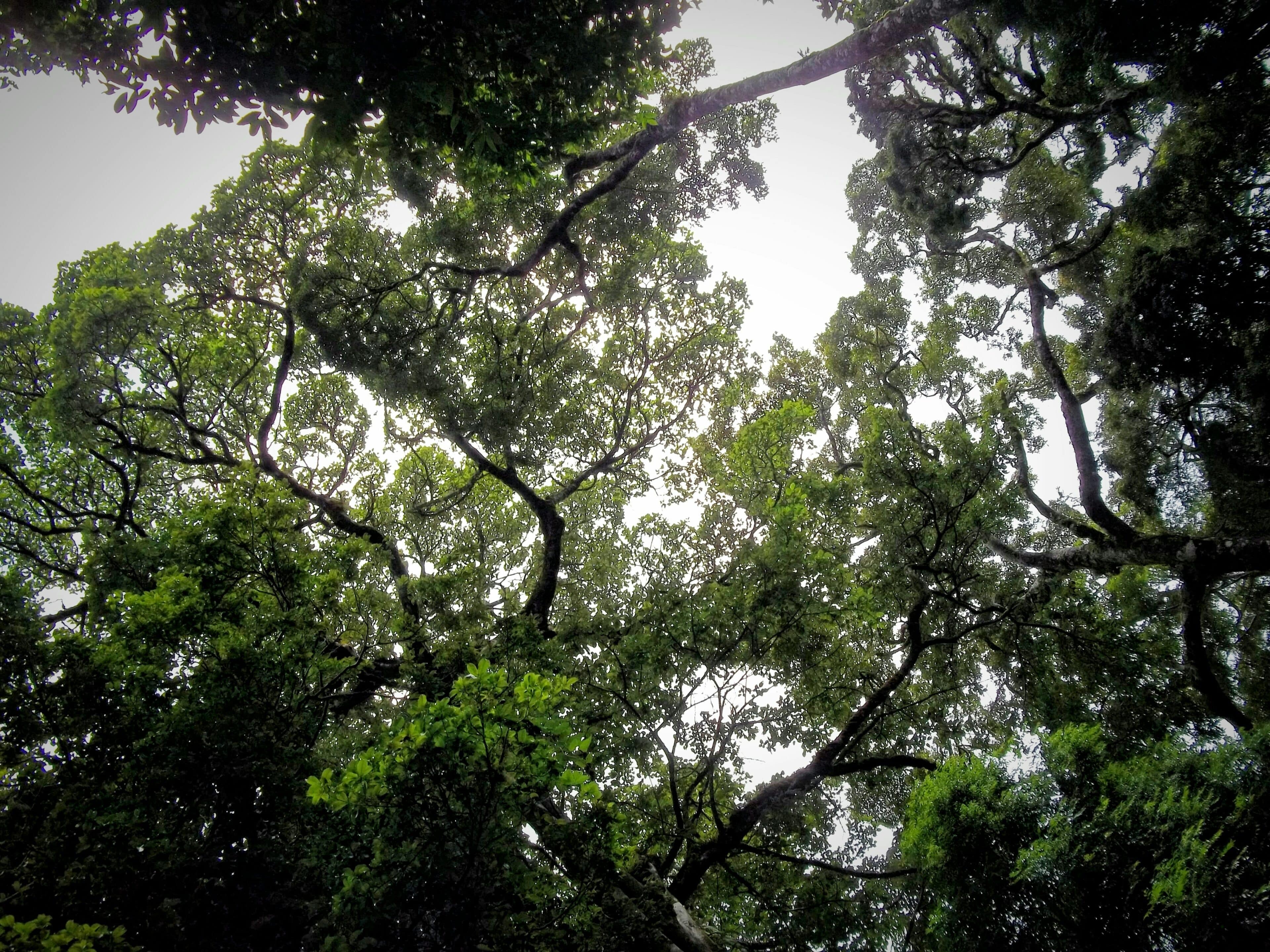Observación de Aves en Monteverde: La Biodiversidad Única de Monteverde