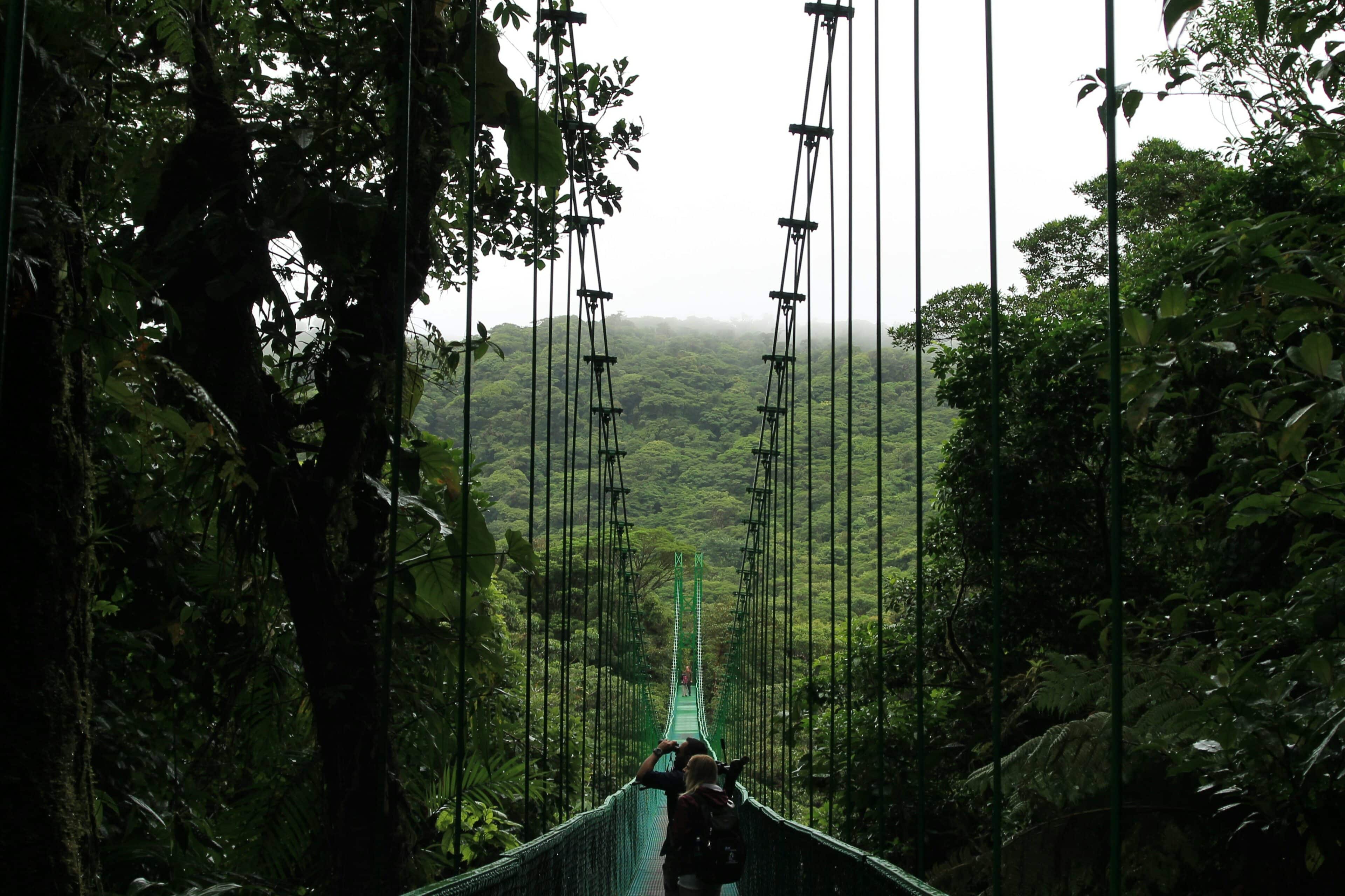 Sendero Bosque Nuboso de Monteverde