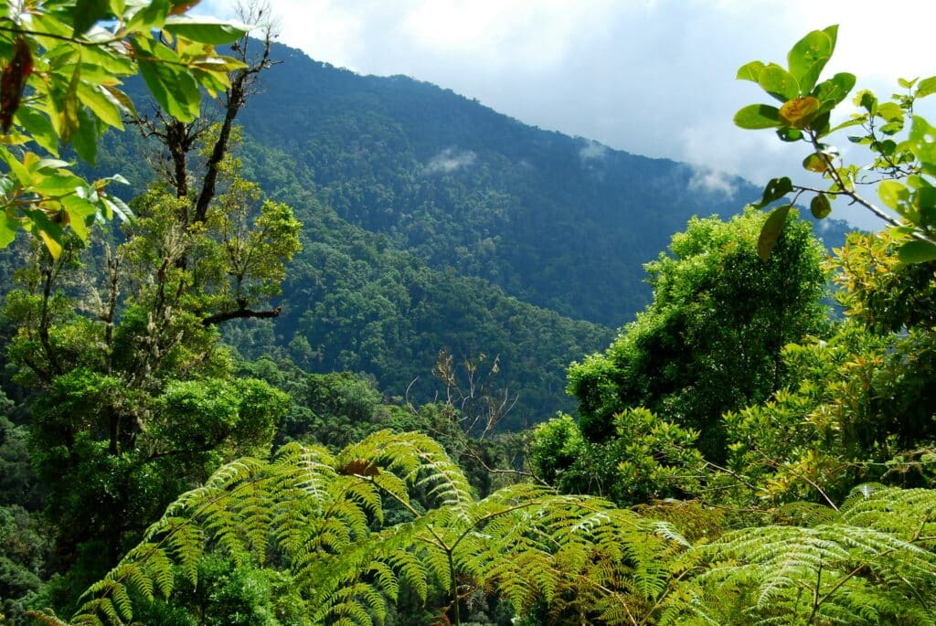 Canopy tour in the Children's Eternal Rainforest Costa Rica