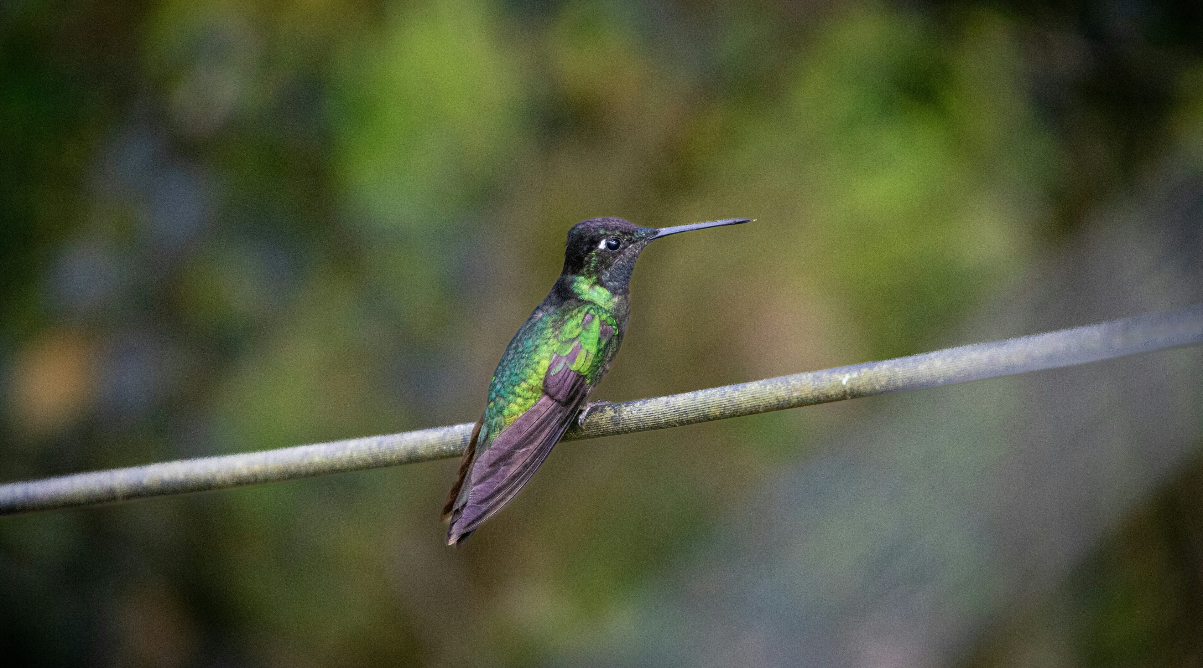 Biodiversity Hotspot Costa Rica's Rich Avian Diversity