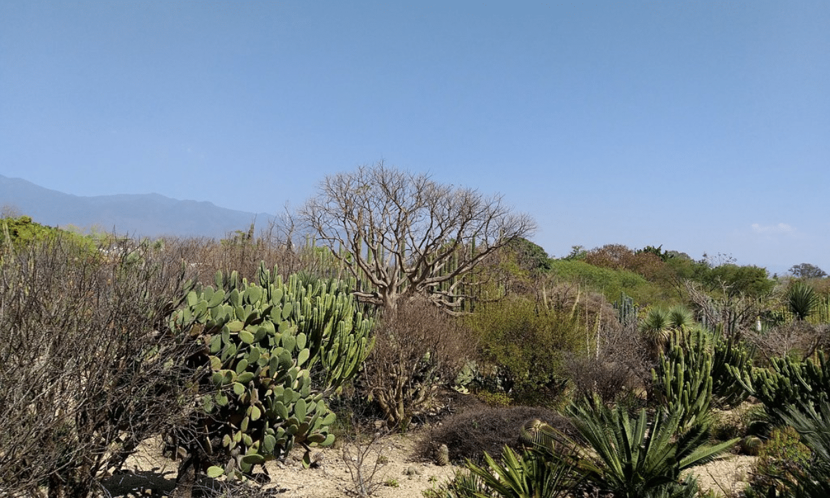 Lugares Turísticos de la Zona Centro de Oaxaca