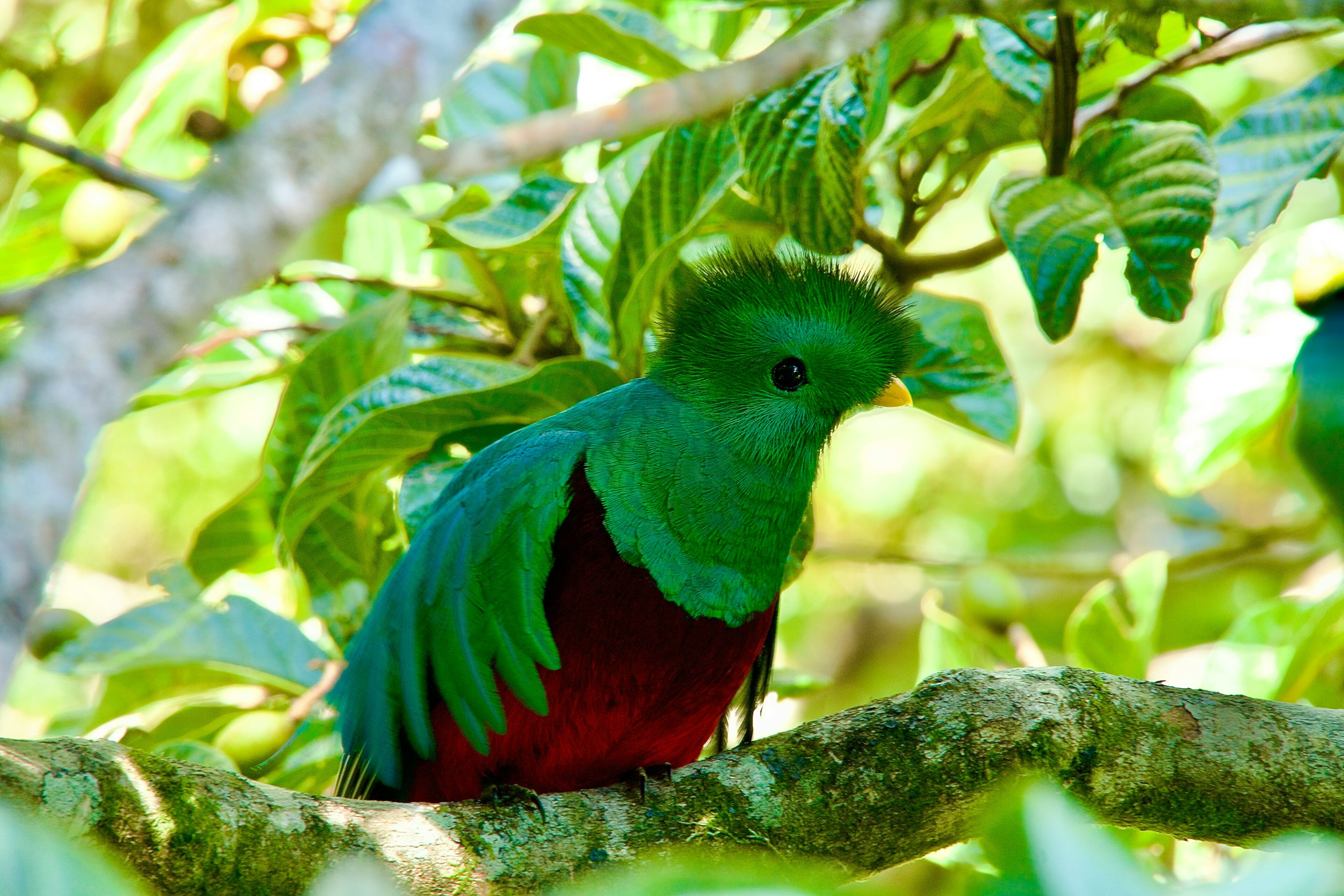 Species that you Can Get in the Tenorio Volcano National Park
