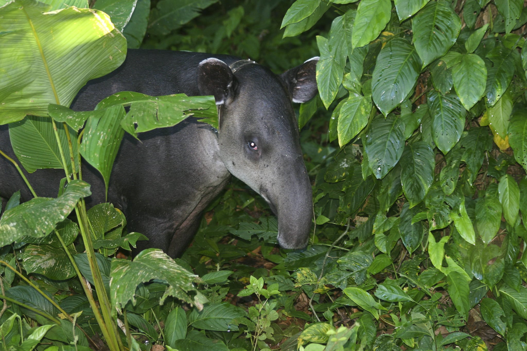 Tapirs (Tapirus bairdii)