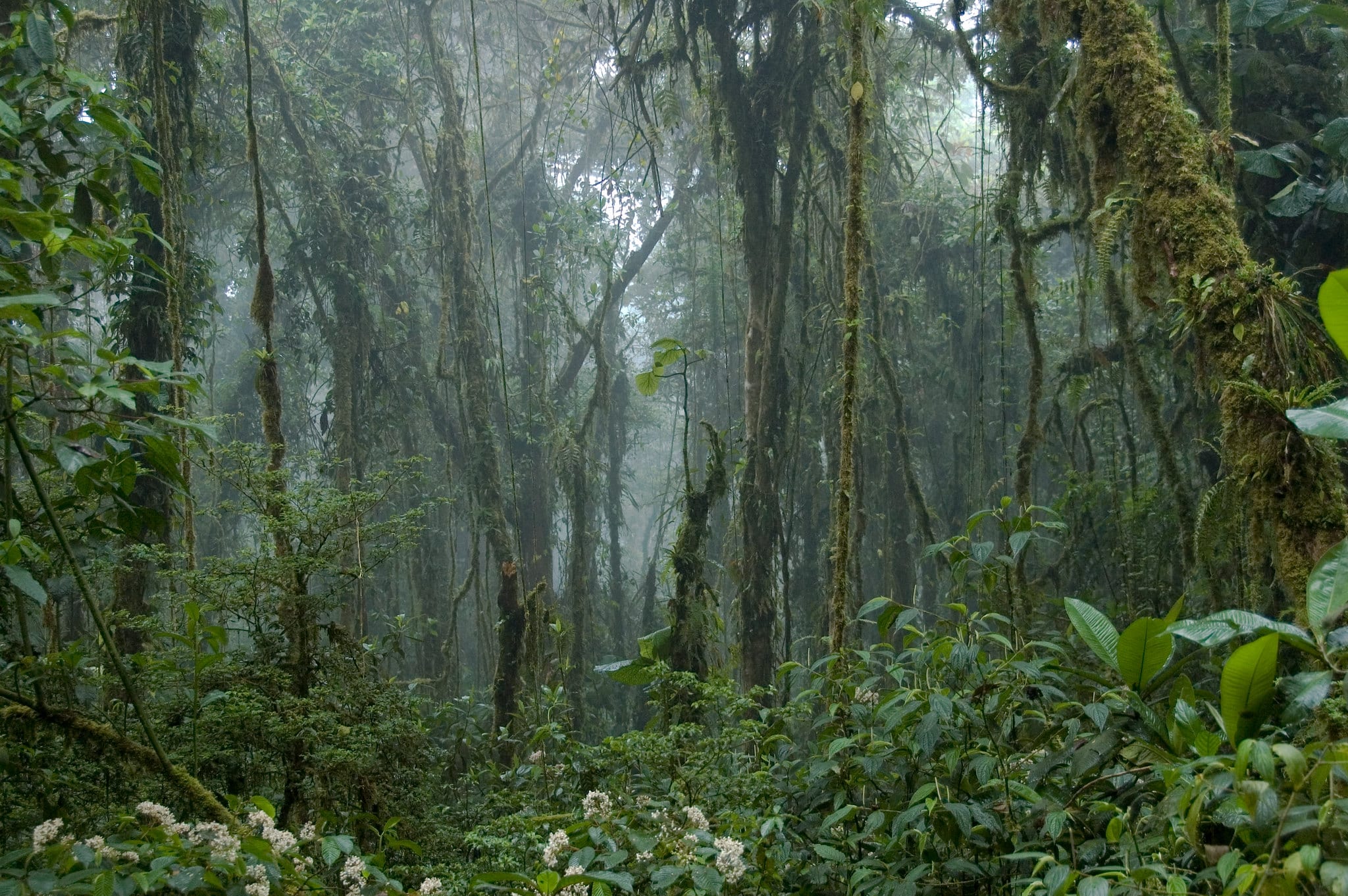 The History of the Monteverde Cloud Forest Reserve