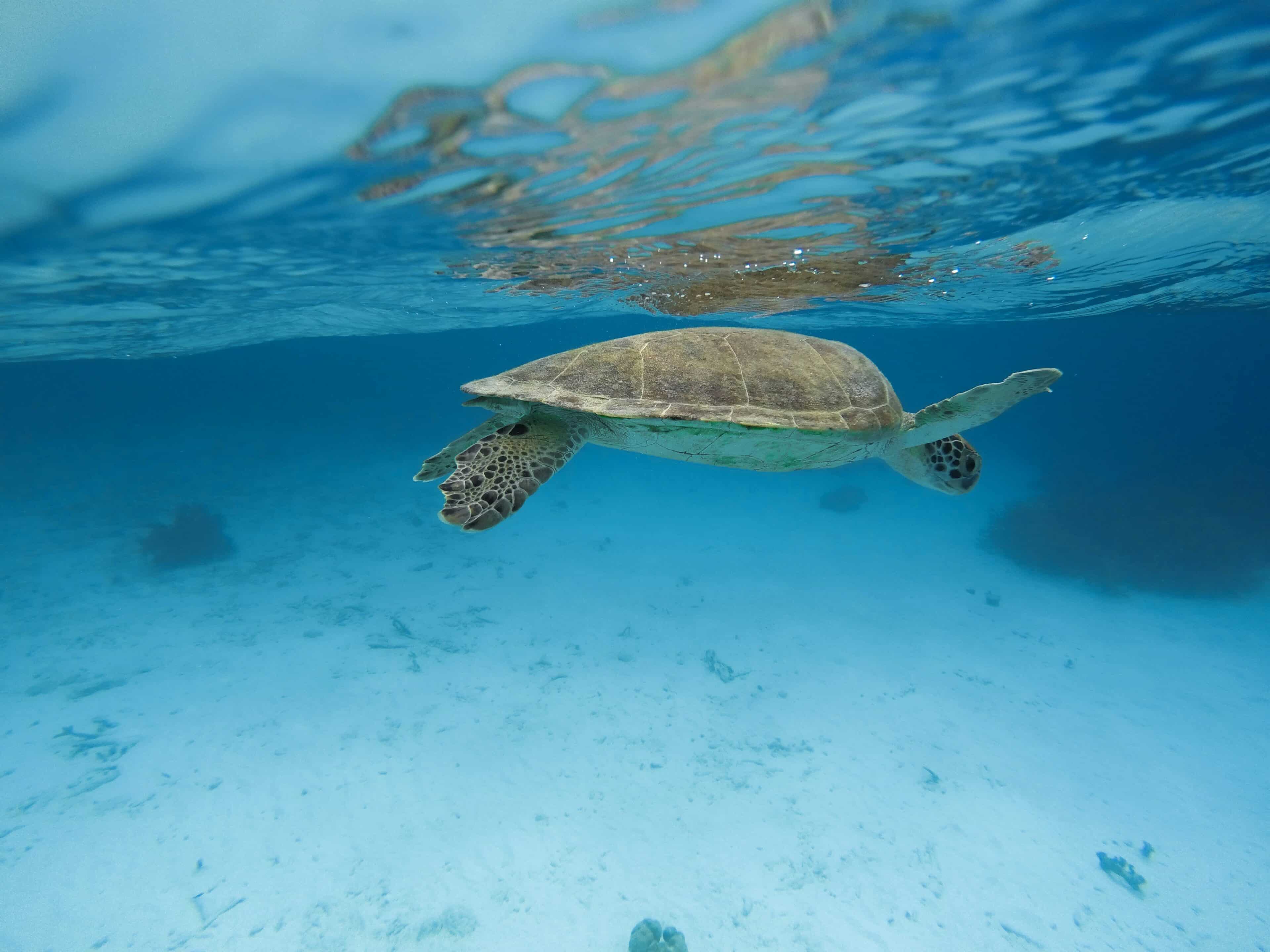 Responsible Tourism Practices for Turtle Conservation