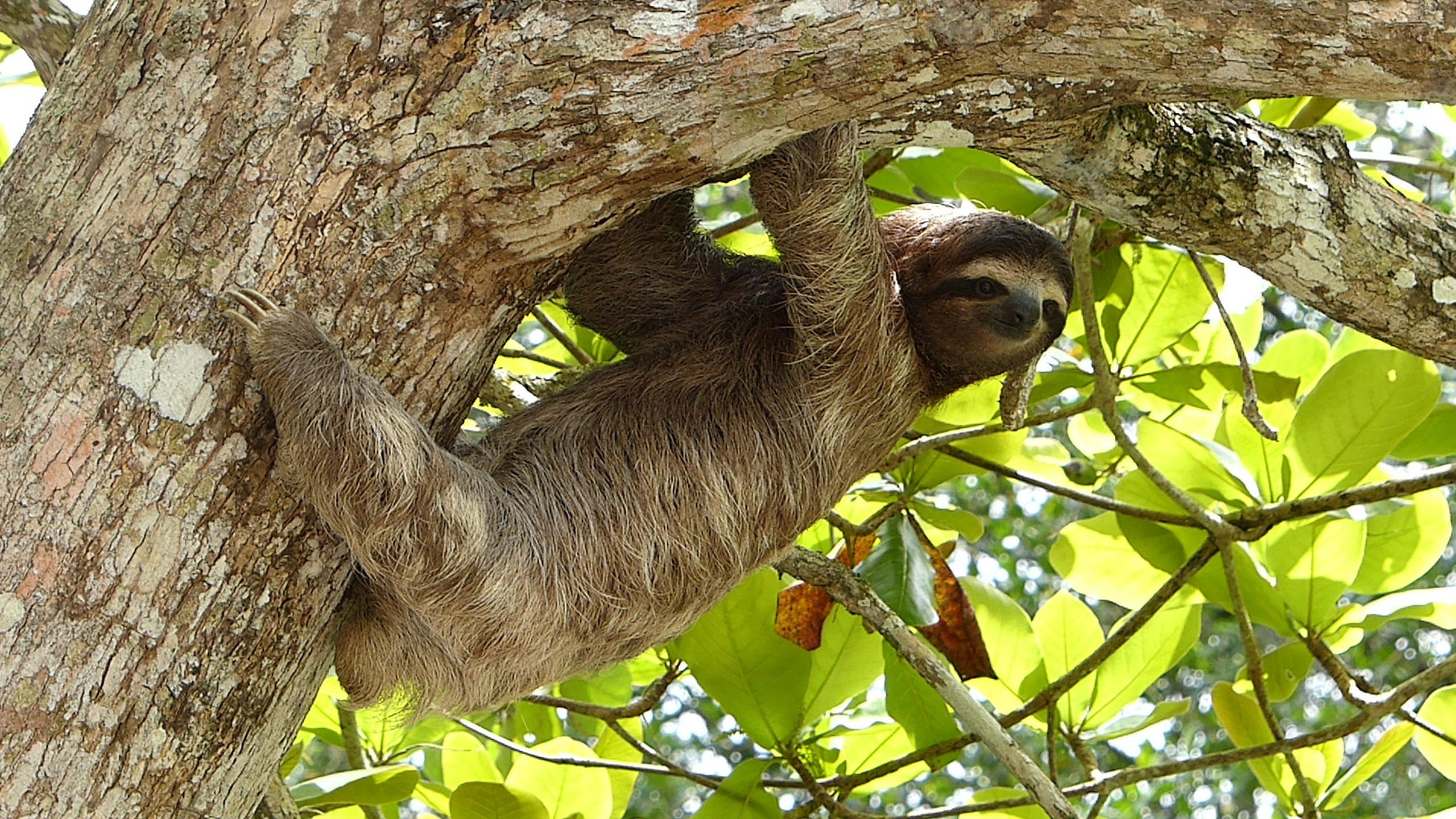The Beauty of Sloths