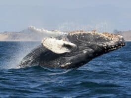 Whale Watching in Costa Rica