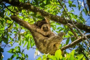 sloth Watching Trail La Fortuna